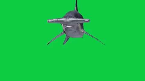 4 Hammerhead Shark Front View Camera Pass Animation – Green Screen Overlay Stock Footage 338126707