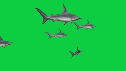 4 Hammerhead Shark School Attack Animations - Diagonal Front View - Underwater S Stock Footage 336637226
