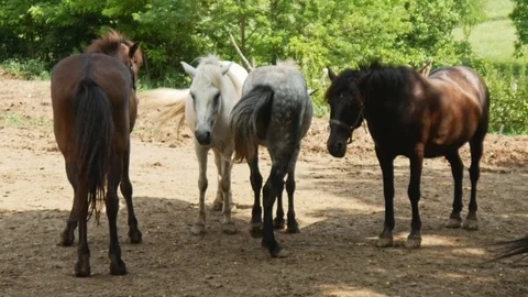 4 Horses Outside Stockbeeldmateriaal 80829363