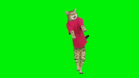 4 infinite loop clips of Bengal cat dancing on green screen isolated with chroma Stock Footage 250563915