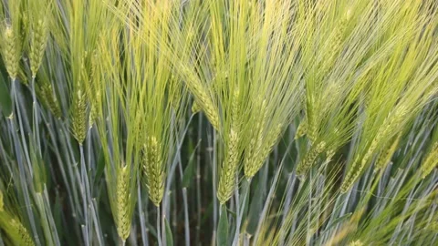 4 k beautifull view of early ears of wheat field, green agricultural field of wh Stock Footage 196925247