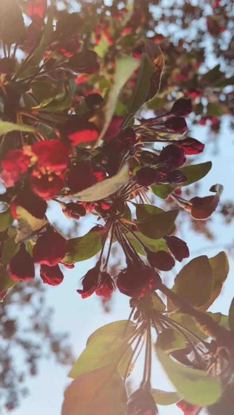 4 K Begin of spring 動画素材 157287189