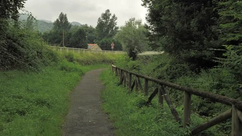 4 k camera walking on countryside road full of grean leaves, trees, grass and Stock Footage 93213264