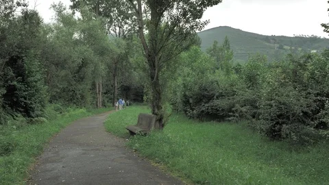 4 k camera walking on countryside road full of grean leaves, trees, grass and Stock Footage 93213915