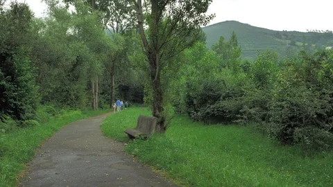4 k camera walking on countryside road full of grean leaves, trees, grass and Stock Footage 93213995
