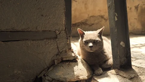 4 k catalan cat old warrior saving guarding old walls of old town in the shadow Stock Footage 92499608