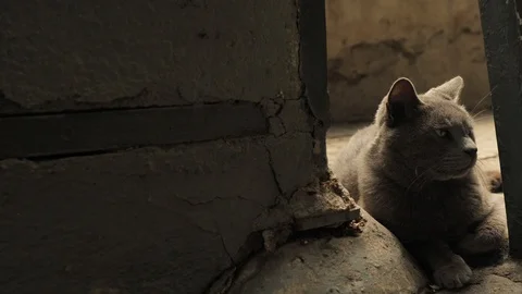 4 k catalan cat old warrior saving guarding old walls of old town in the shadow Stock Footage 92499640