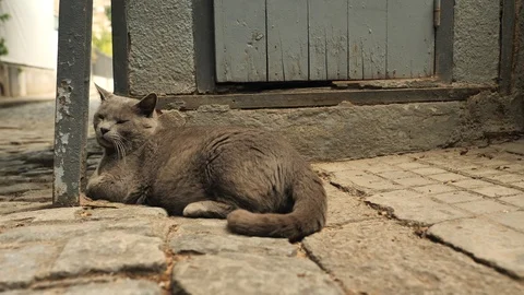 4 k catalan cat old warrior saving guarding old walls of old town in the shadow Stock Footage 92499713