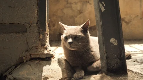 4 k catalan cat old warrior saving guarding old walls of old town in the shadow Stock Footage 92499758