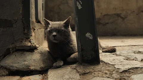 4 k catalan cat old warrior saving guarding old walls of old town in the shadow Stock Footage 92499808