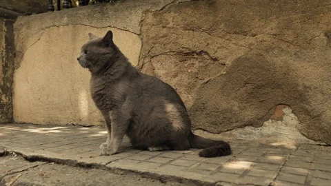 4 k catalan cat old warrior saving guarding old walls of old town in the shadow Stock Footage 92499860