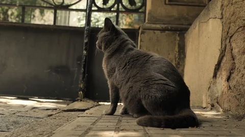 4 k catalan cat old warrior saving guarding old walls of old town in the shadow Stock Footage 92499892