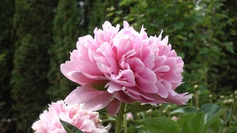 4 K Close Up Pink Peony With Bugs Moving Around Stock Footage 92495860