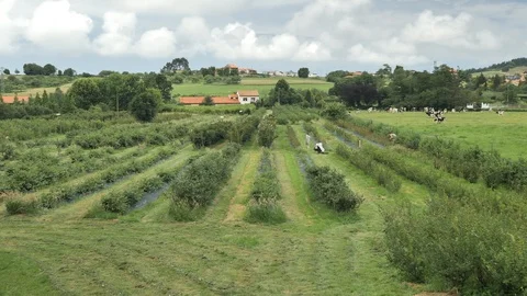 4 k Country side view of Asturian green fields, cosy planted hills, chalets Stock Footage 92531004