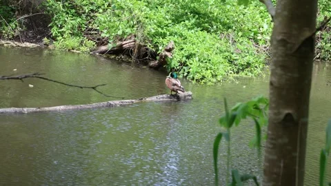 4 K duck in the netherlands 스톡 동영상 309907242