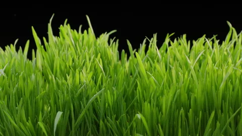 4 k panorama frontal view footage of green young sprouts of grass Stock Footage 271319344