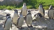 4 K Penguins Stock Footage