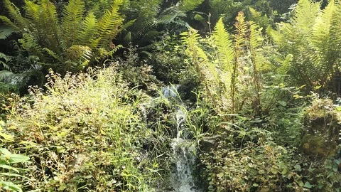 4 k Small waterfall laying throught the green plants, leaves and tries in Stock Footage 92528807