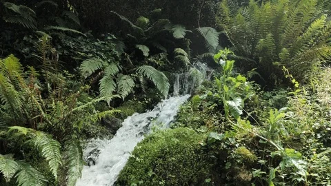 4 k Small waterfall laying throught the green plants, leaves and tries in Stock Footage 92528878