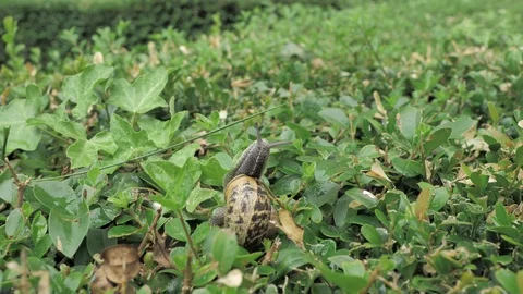 4 k snail in natural environment among the green leaves after rain, moving and Stock Footage 93104161