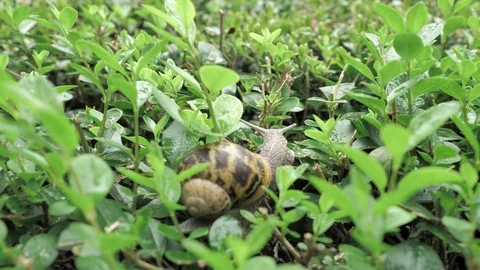 4 k snail in natural environment among the green leaves after rain, moving and Stock Footage 93105448