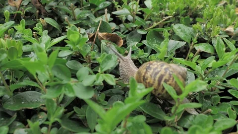 4 k snail in natural environment among the green leaves after rain, moving and Stock Footage 93107680