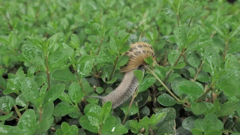 4 k snail in natural environment among the green leaves after rain, moving and Stock Footage 93108367
