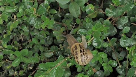 4 k snail in natural environment among the green leaves after rain, moving and Stock Footage 93109062