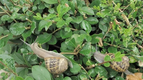 4 k snail in natural environment among the green leaves after rain, moving and Stock Footage 93109529