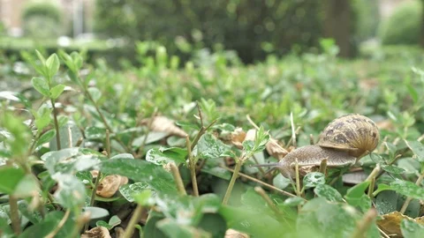 4 k snail in natural environment among the green leaves after rain, moving and Stock Footage 93110853