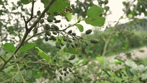 4 k soft pretty woman´s hansds touching the smal pines of green plant on a Stock Footage 93213694