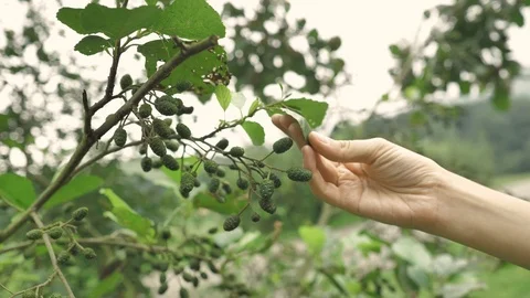 4 k soft pretty woman´s hansds touching the smal pines of green plant on a Stock Footage 93213733
