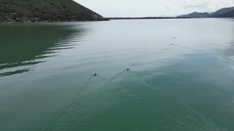 4 K. Two ducks in the lake Stock Footage 266443100