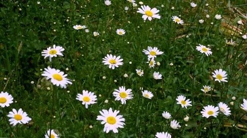 4 K video of Oxeye daisy blowing in the wind UK Stock Footage 132122905