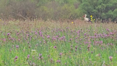 4 k video of stork foraging for food in the meadow full of colorful flowers Video stock 272464528