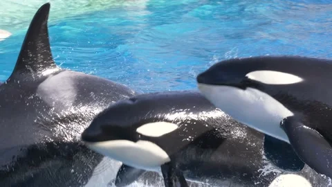 4 Killer whale close up in blue water Stock Footage 154750196