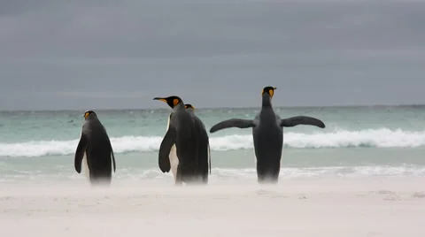 4 King penguins on the beach facing the agitated ocean. Stock Footage 58237051