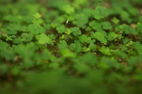 4 Leaf-Clover Forest Stock Photos