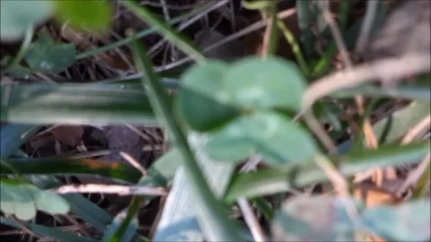 4-Leaf Clover Handheld Shot Stock Footage 220166132