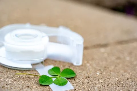 4-leaf clover made by taping on an additional leaf, a traditional good luck Foto stock