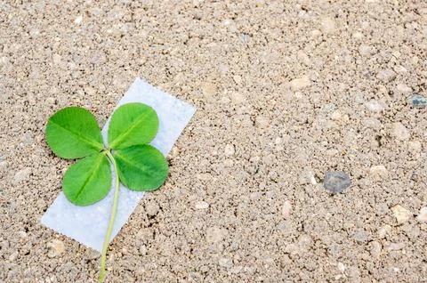 4-leaf clover made by taping on an additional leaf, a traditional good luck Stock Photos