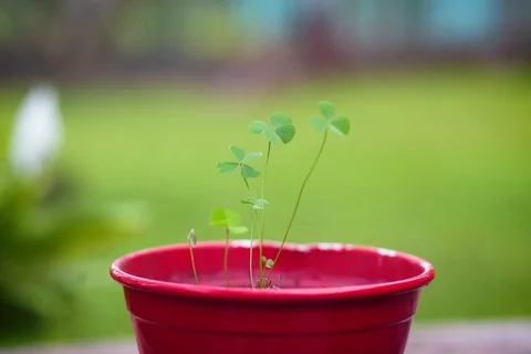 4 Leaf Clover Waving and Closing Time Lapse inside a Red Pot 스톡 동영상 115669513