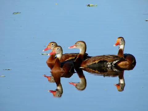 4 Little Ducks Stock Photos