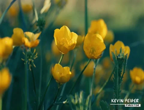 4 Lower third 4k Stock After Effects