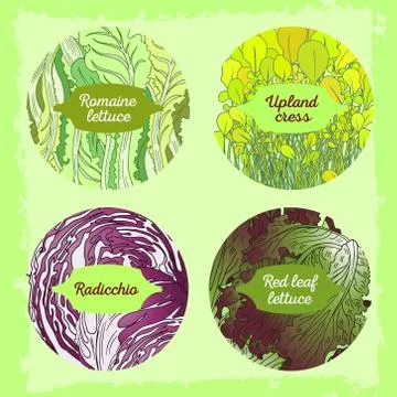 4-mix lettuce set Stock Illustration