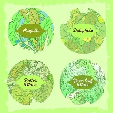 4-mix lettuce set Stock Illustration