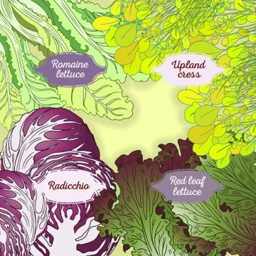 4-mix lettuce set Stock Illustration