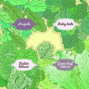 4-mix lettuce set Stock Illustration