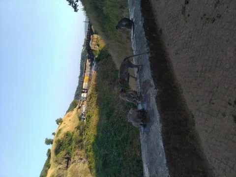 4 monkey having fun Foto stock