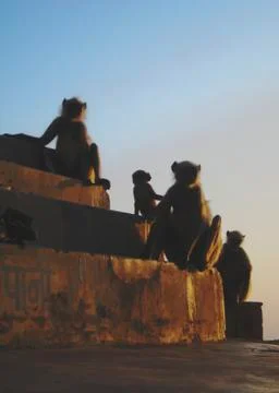 4 Monkeys Stock Photos